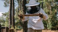 Les apiculteurs landais pourront désormais apposer le logo IGP sur leurs pots de miel